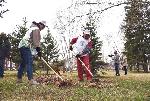 Молодые ели для акции «Сад памяти» высадили у Мемориала Славы в Барнауле