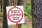 Порядок оценки потребности населения в льготной древесине предлагают изменить
