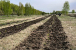 Лесоводы Алтайского края выполнили план весенних лесокультурных работ