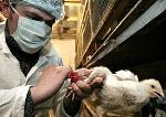В этом году впервые празднуется День ветеринарного работника Алтайского края
