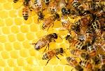 Сельхозпроизводителей обяжут сообщать пчеловодам сроки и способы обработки полей пестицидами
