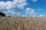 Аграрии Алтайского края приступили к уборке зерновых и зернобобовых культур