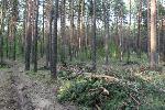 Судьба городских лесов и сокращение финансирования лесной отрасли: на вопросы алтайского сенатора ответила заместитель Председателя Правительства РФ
