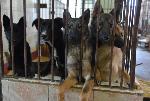 Депутаты АКЗС обсудили поправки в законодательство о бродячих животных с представителями приюта «Ласка»