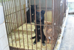 Приюты Алтайского края смогут отловить больше бездомных животных 