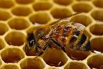 Поправки в краевой закон «О пчеловодстве» планируют принять на октябрьской сессии