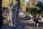 Свое кладбище домашних животных может появиться в Барнауле