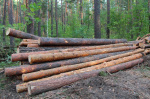 Депутаты предлагают уменьшить многолетние очереди за льготной древесиной за счет снижения максимальных лимитов