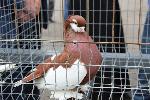 Александр Романенко открыл выставку статных пород голубей, посвященную Международному дню защиты детей
