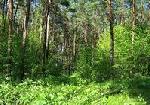 Законодательное обеспечение основных направлений развития лесного хозяйства